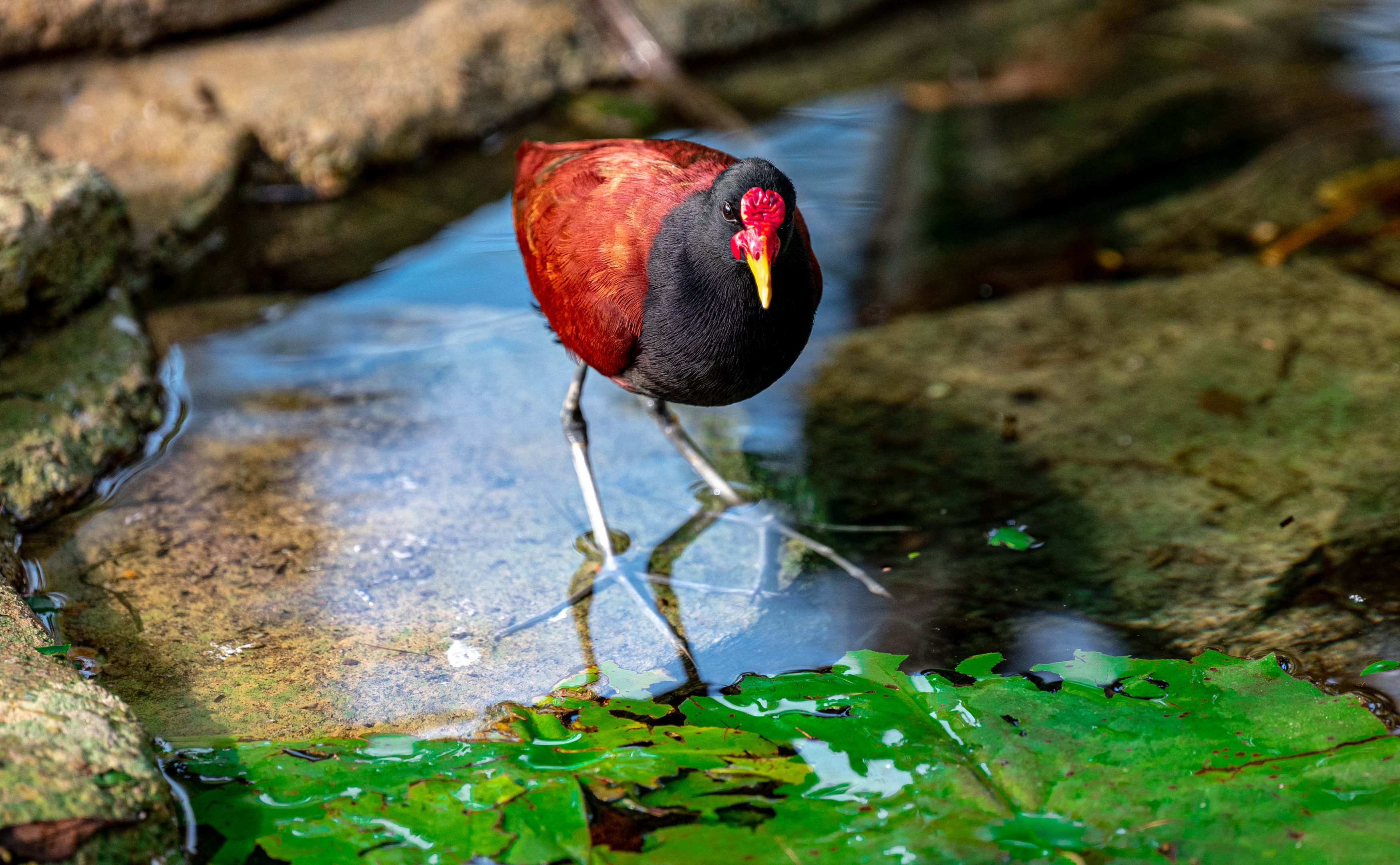 Wattled Jacana