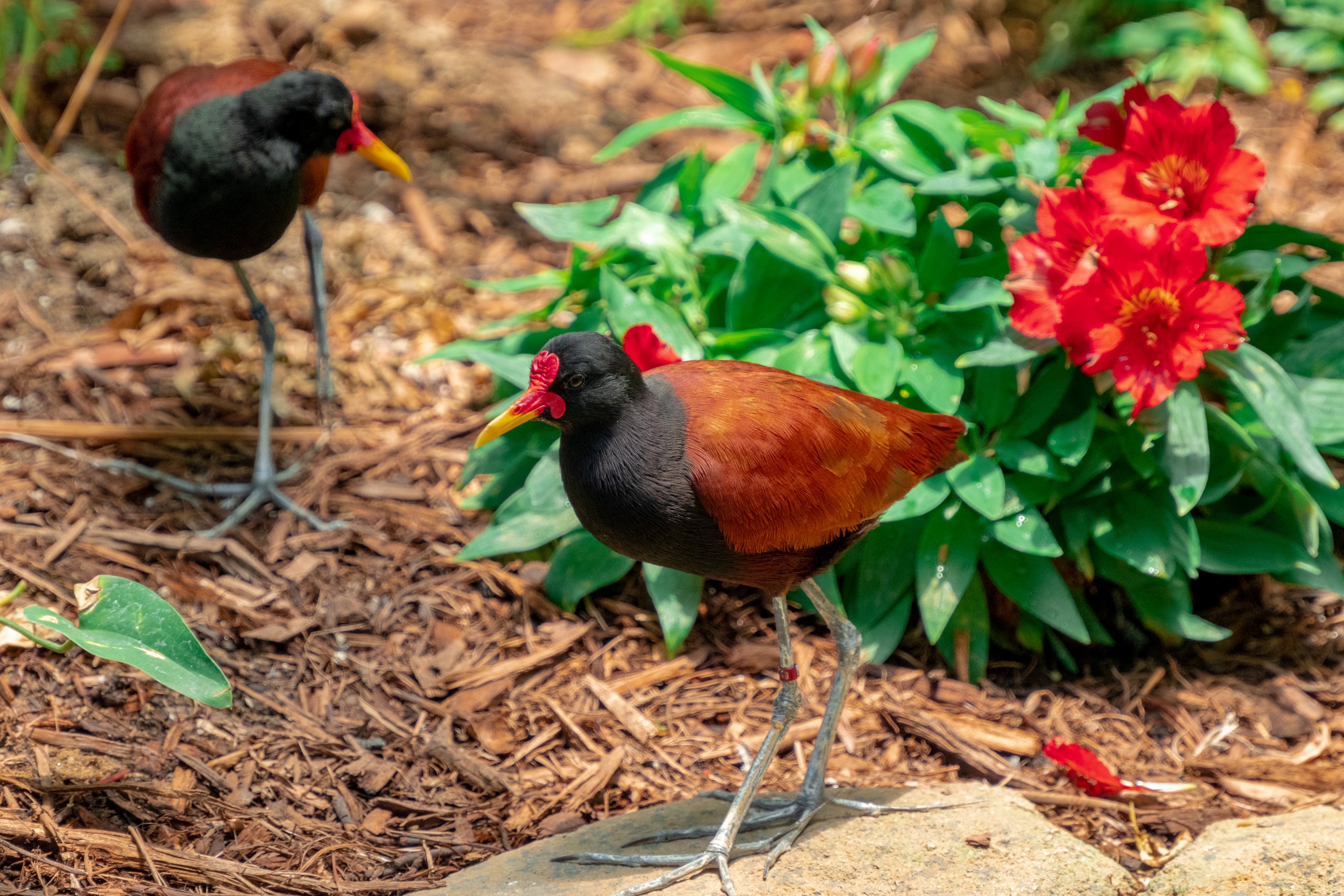 Wattled Jacana