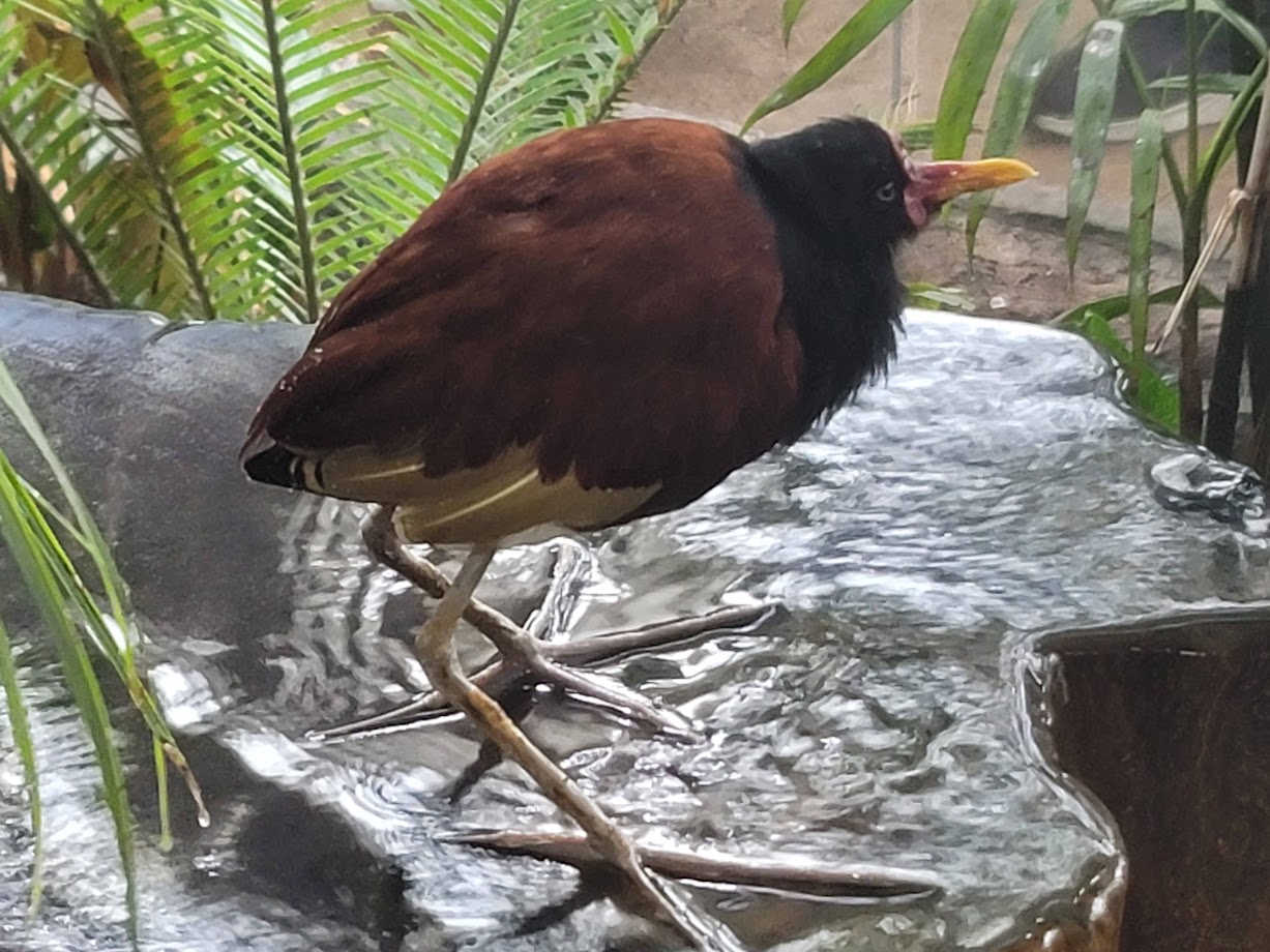 Wattled Jacana