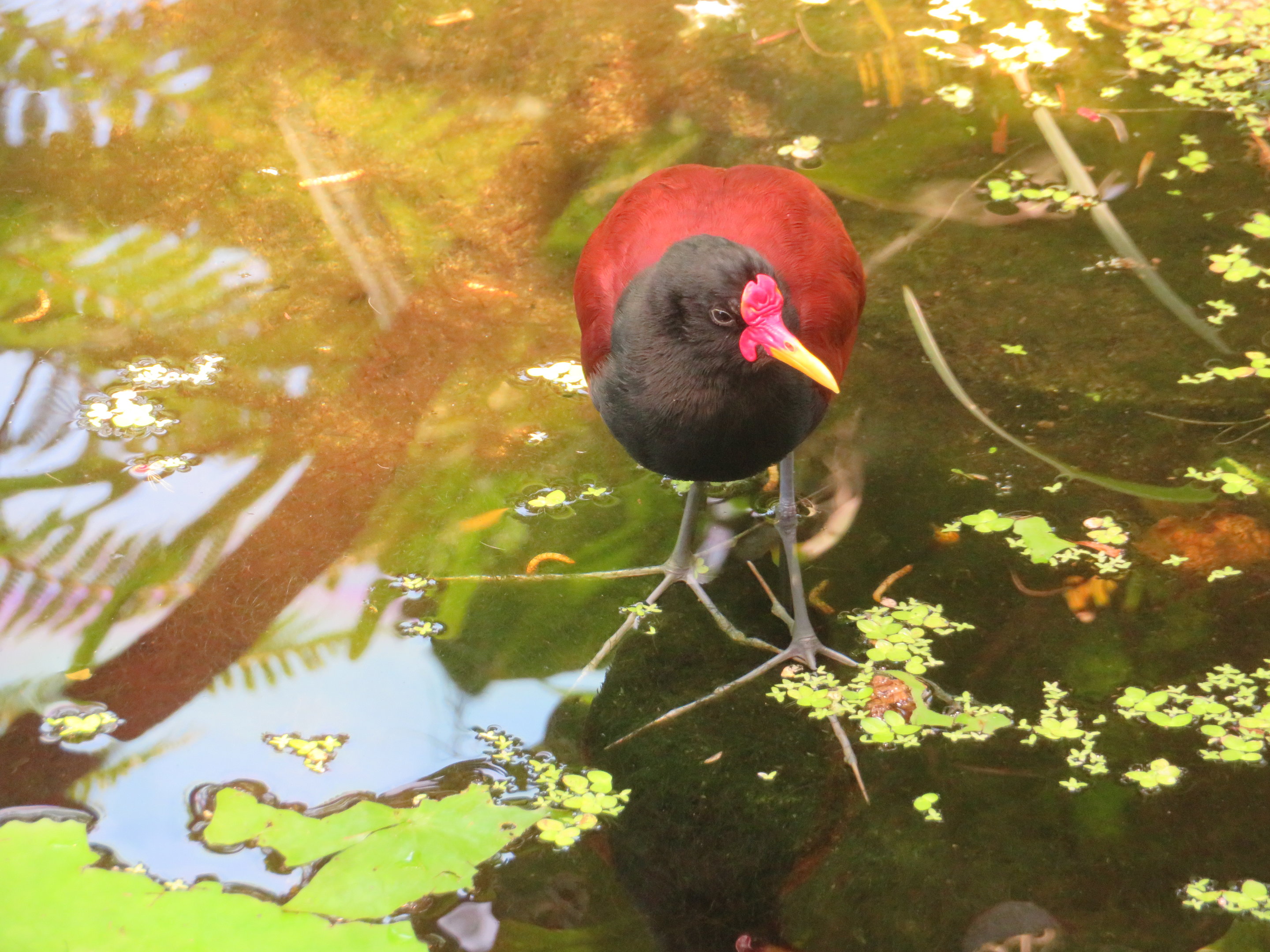 Wattled Jacana