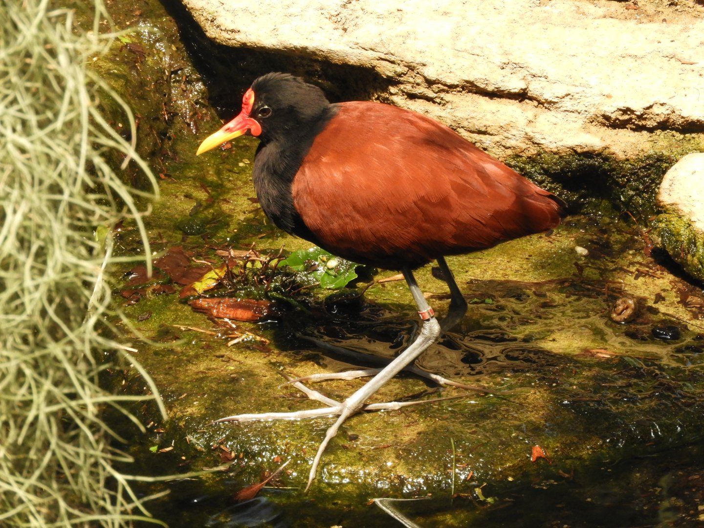 Wattled jacana