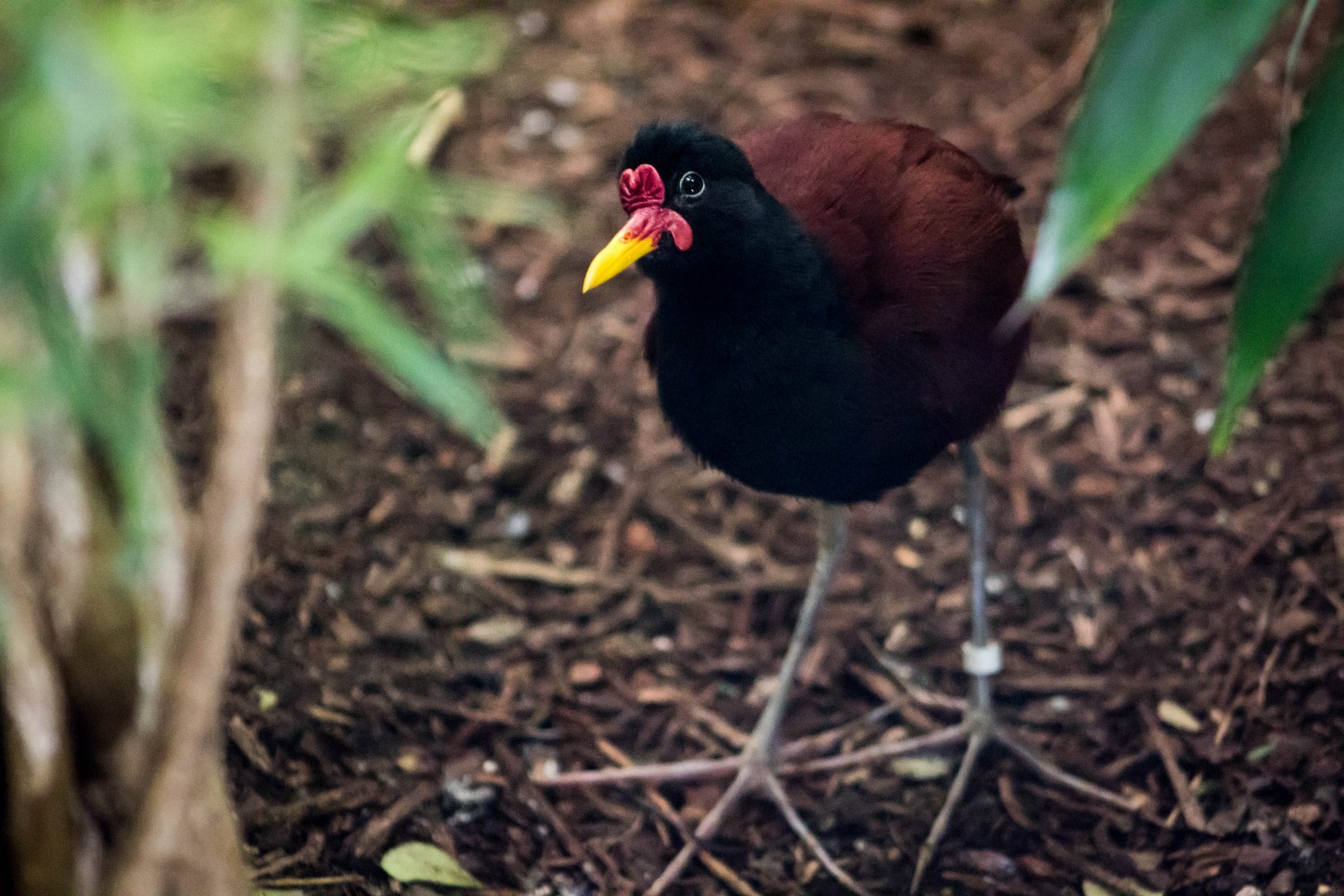 Wattled jacana