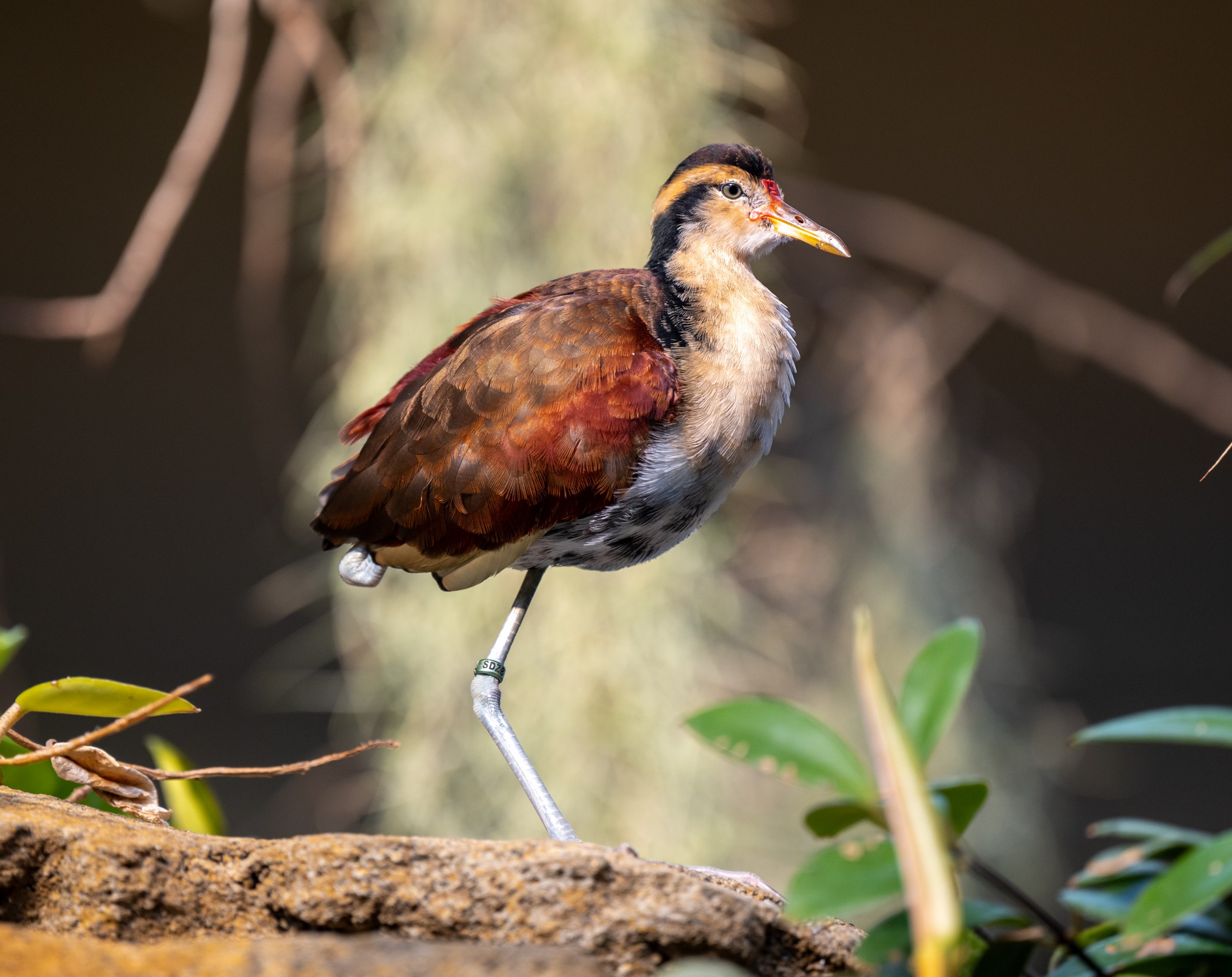 Wattled Jacana