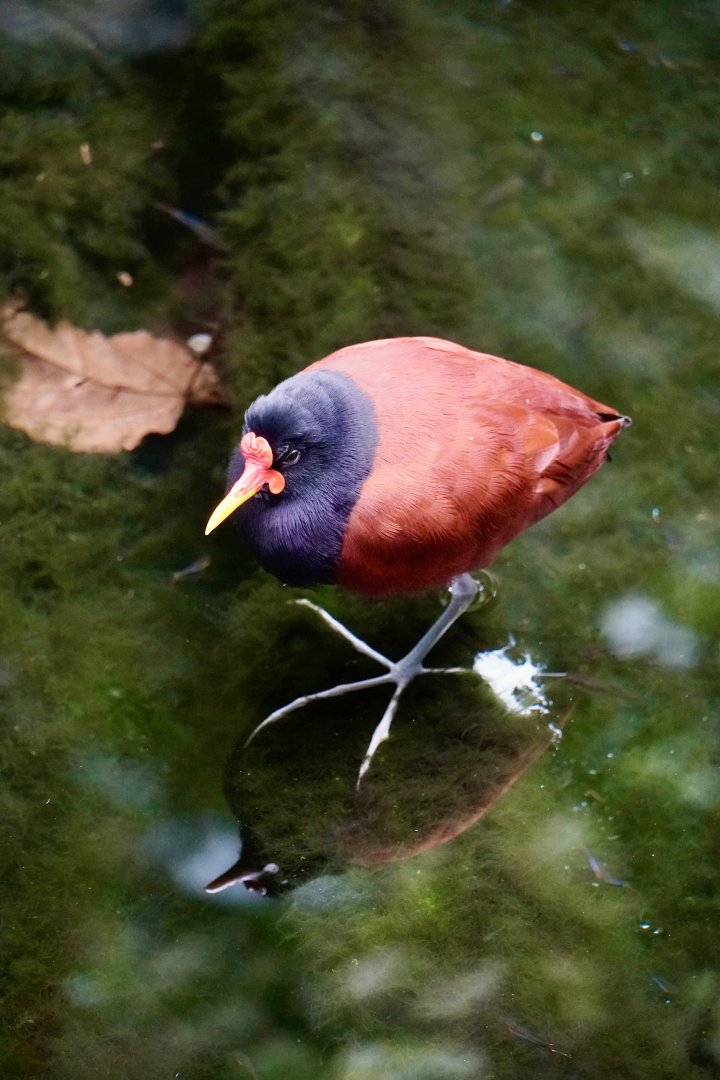 Wattled Jacana