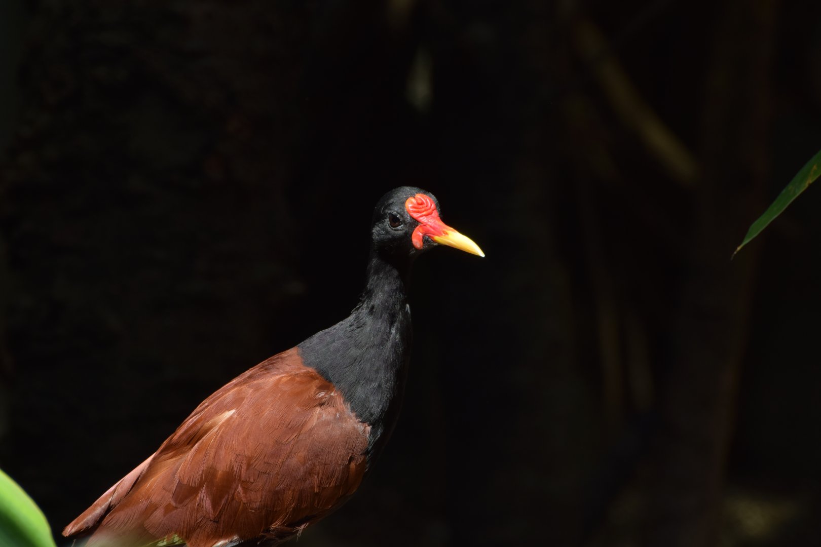 Wattled jacana