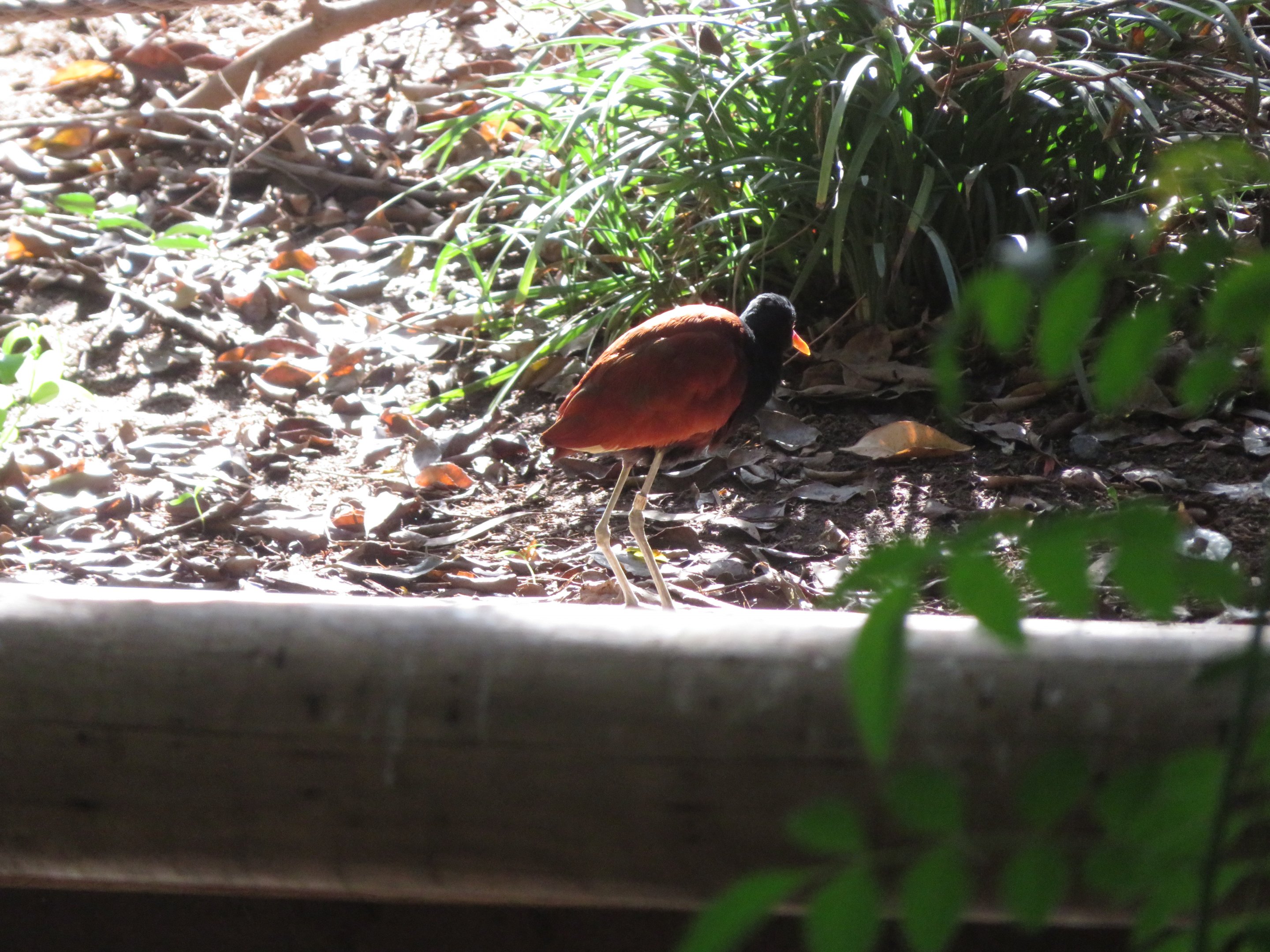 Wattled Jacana