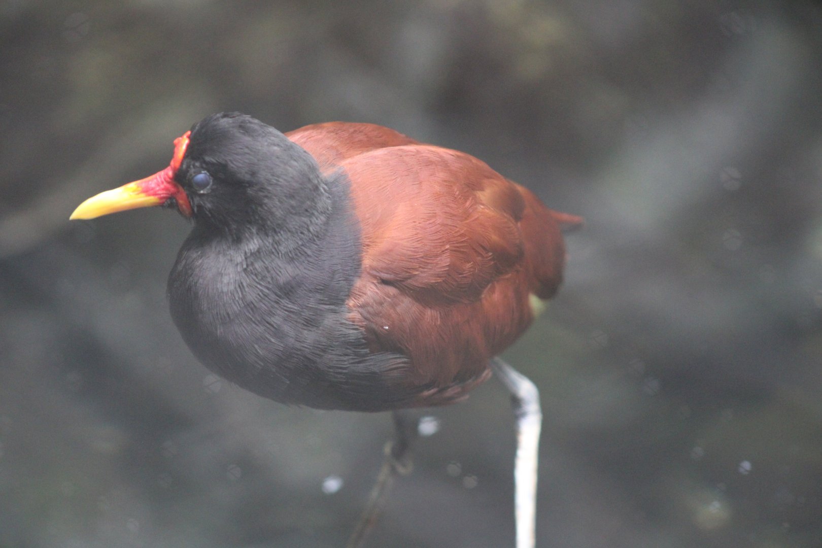 Wattled Jacana