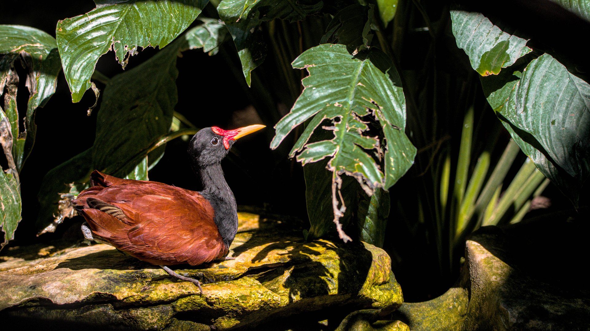Wattled jacana