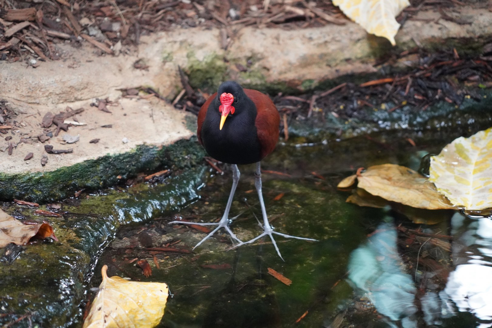 Wattled jacana