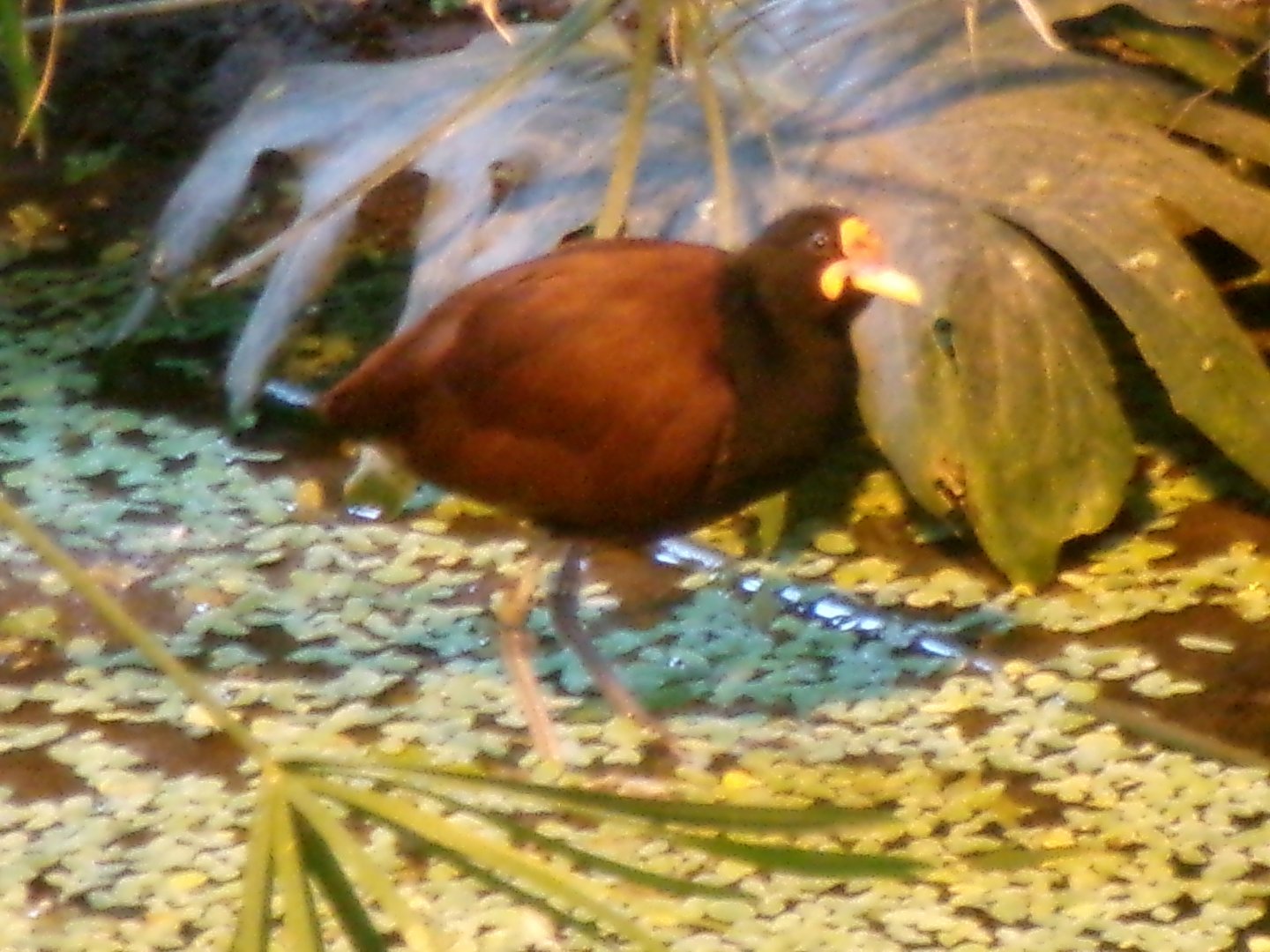 Wattled jacana