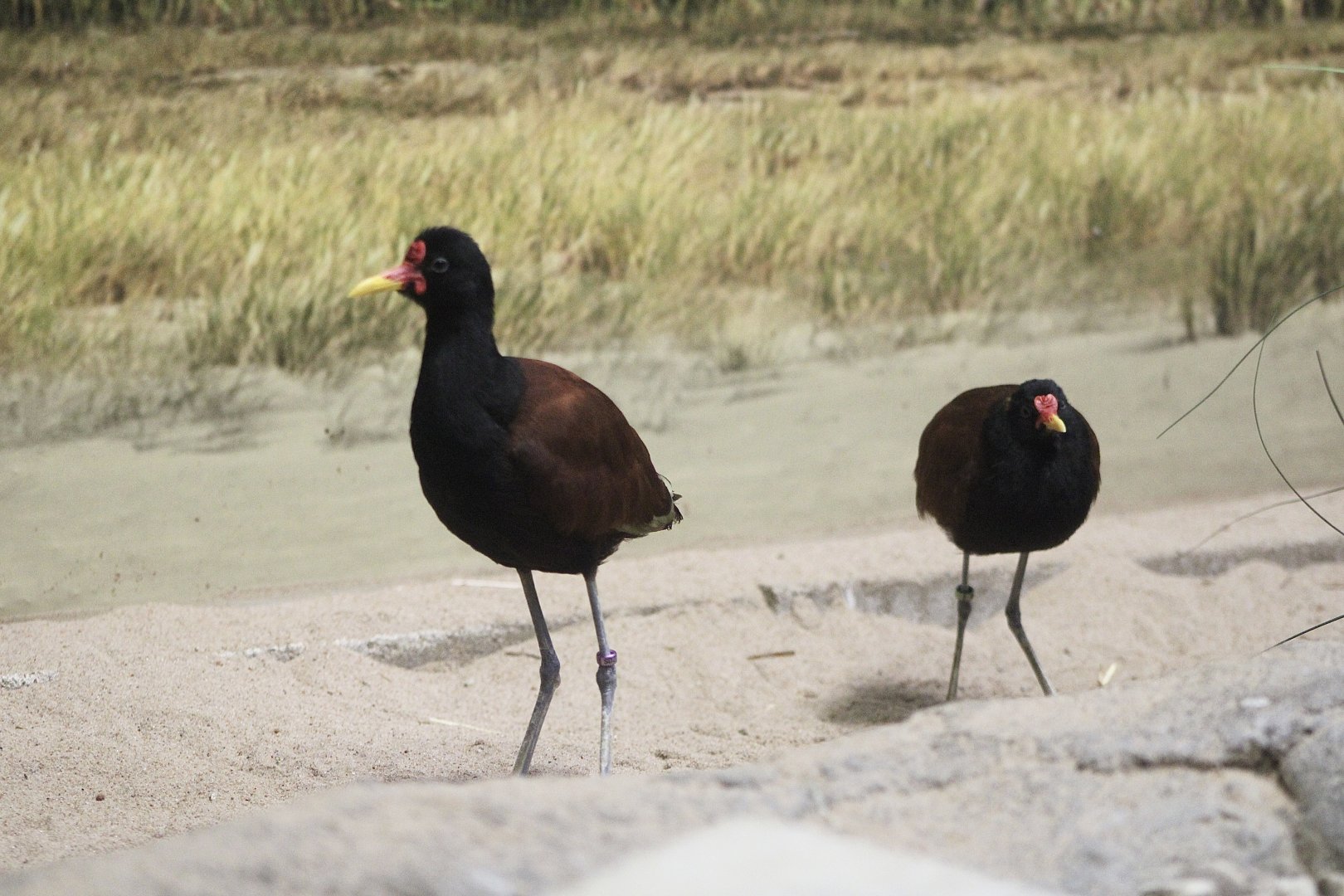 Wattled Jacanas (J. jacana)