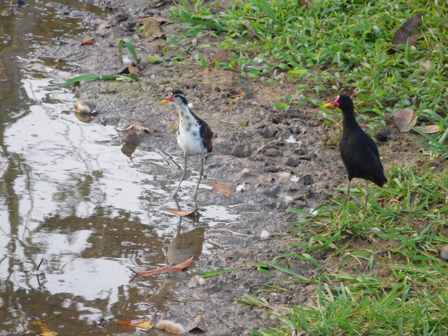 Wattled jacanas (Jacana jacana)