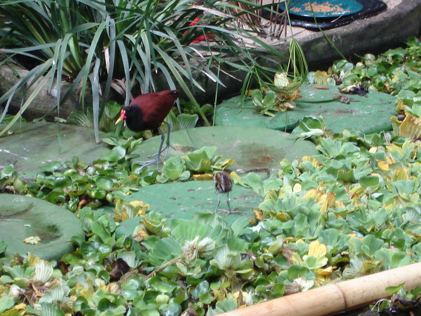 Wattled Jacanas