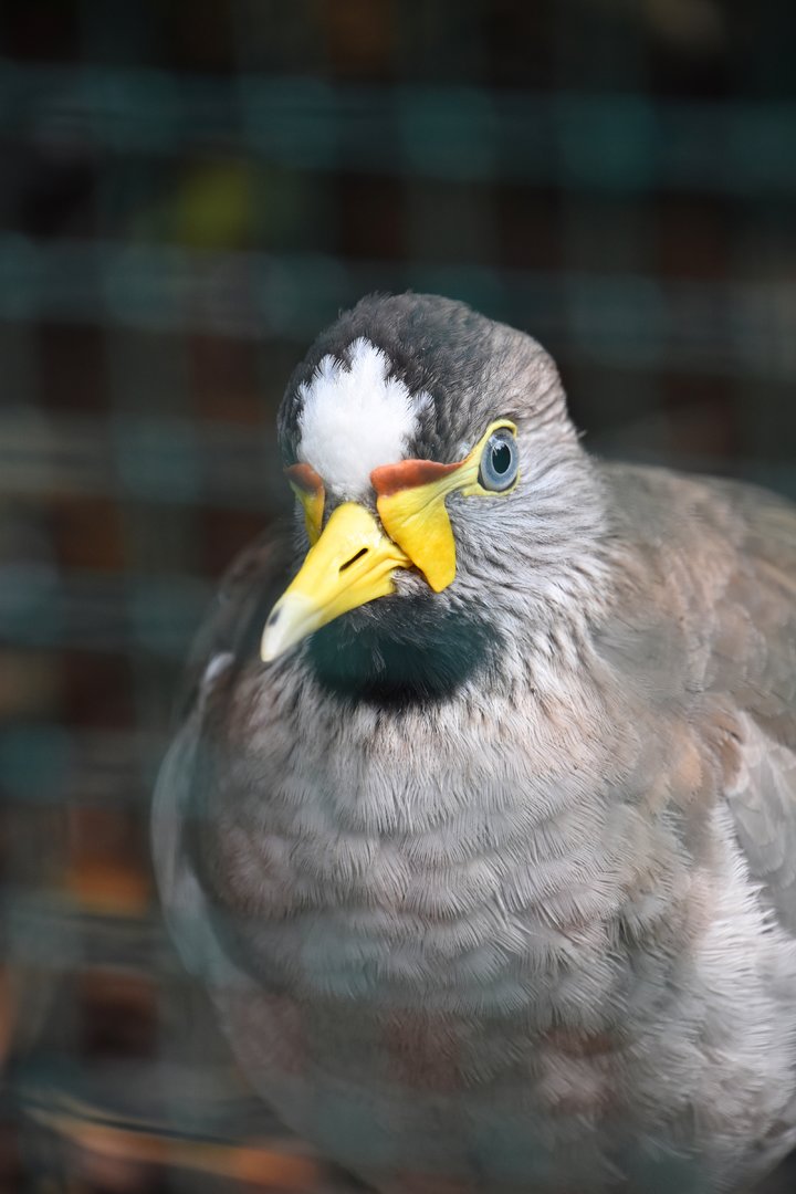 Wattled lapwing, Vanellus senegallus
