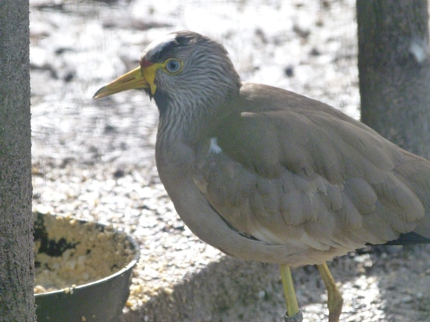 Wattled lapwing -Zoo de Santillana del Mar (2024)