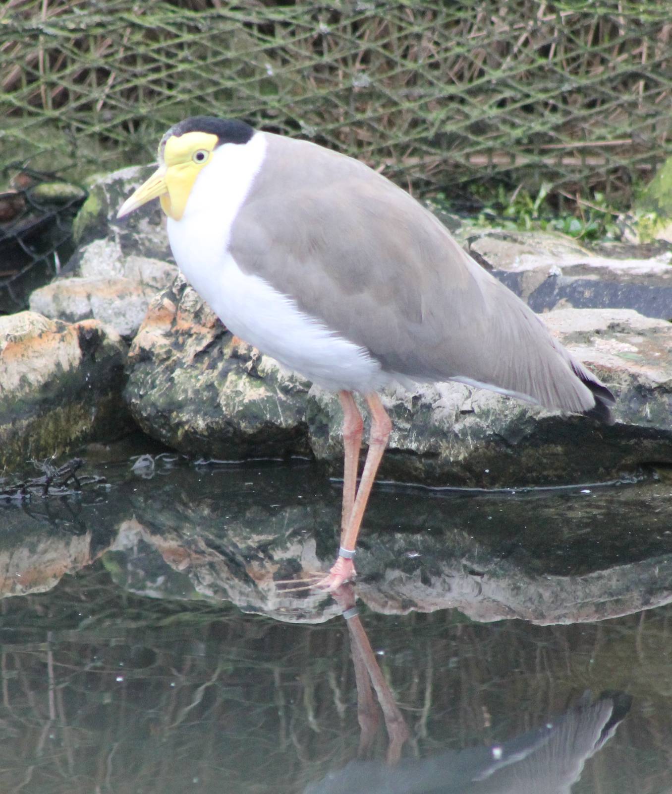 Wattled lapwing