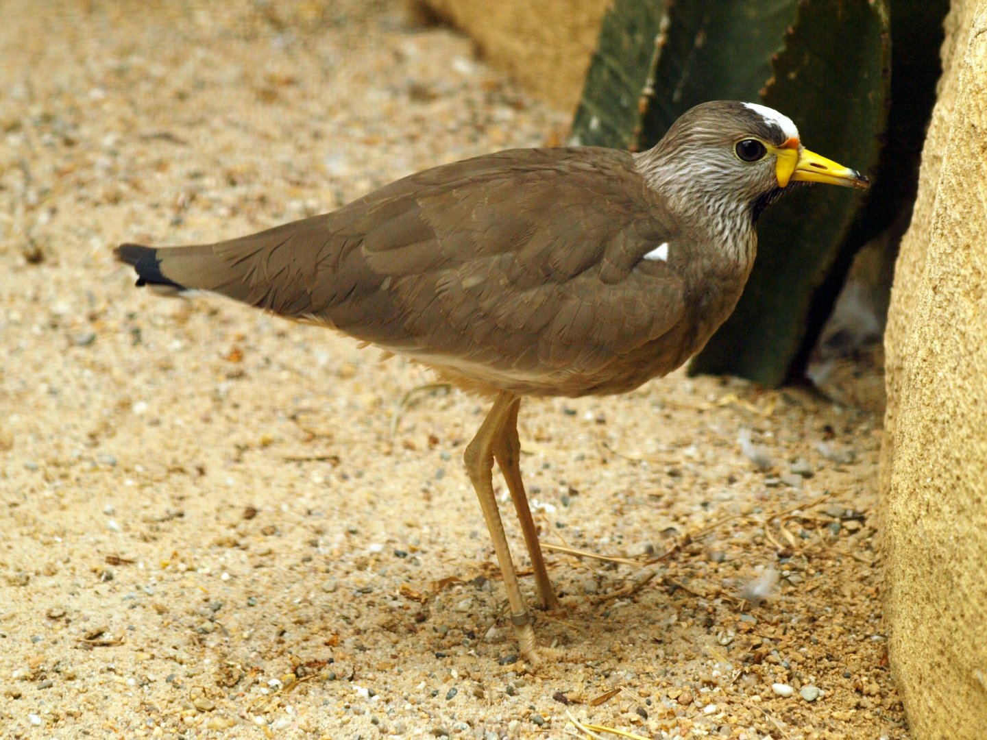 Wattled lapwing