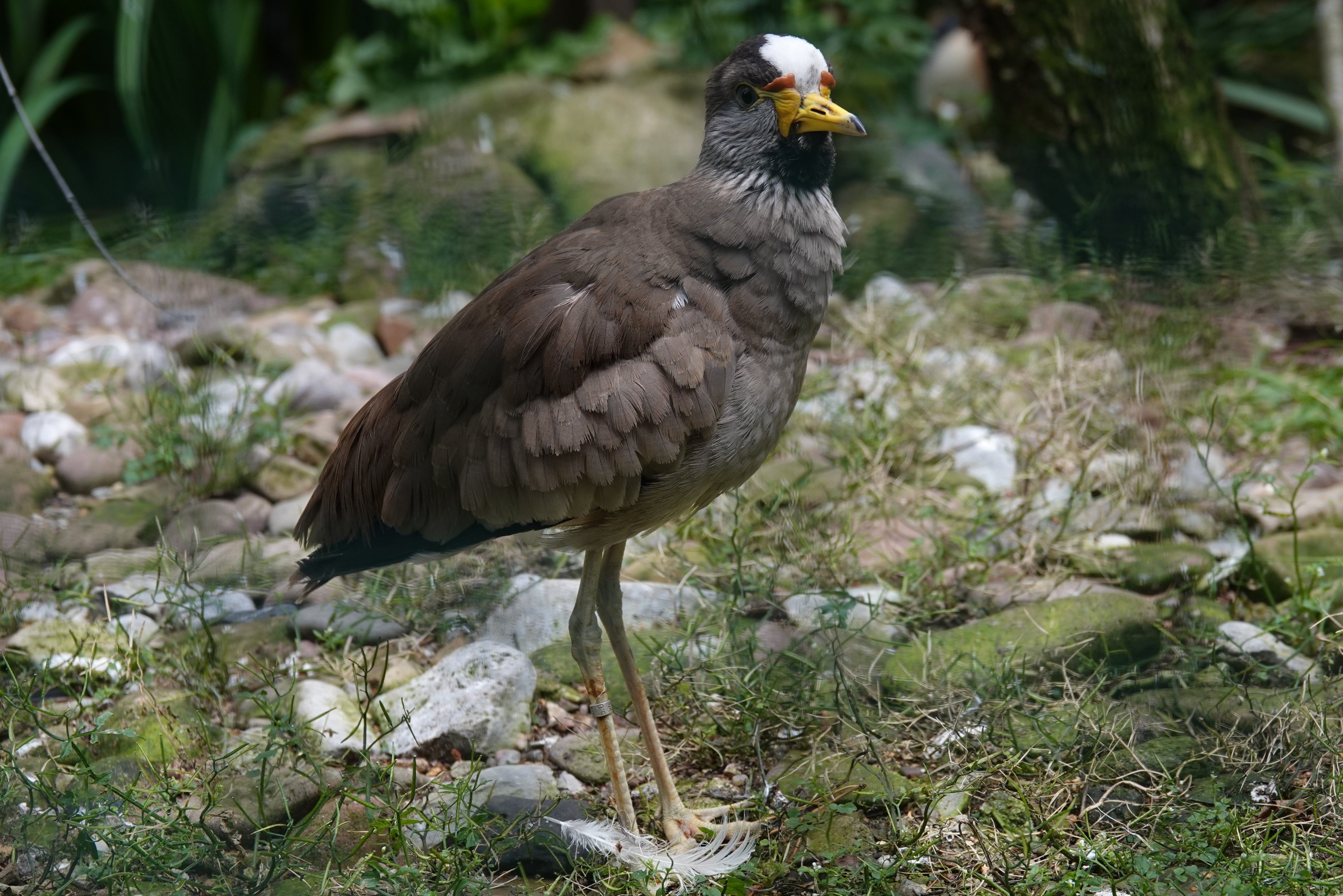 Wattled lapwing
