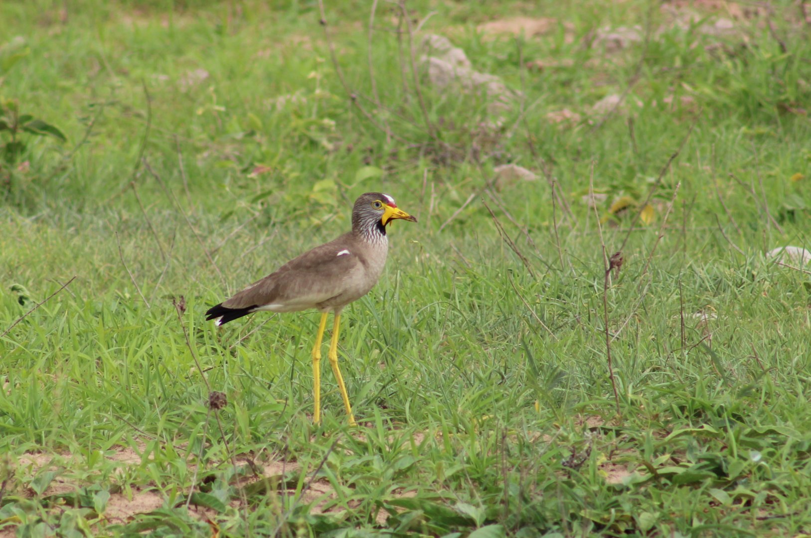 Wattled lapwing