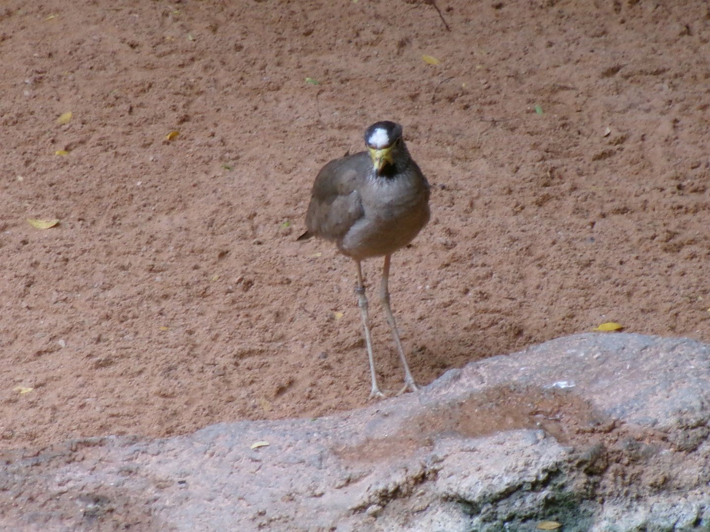 Wattled lapwing