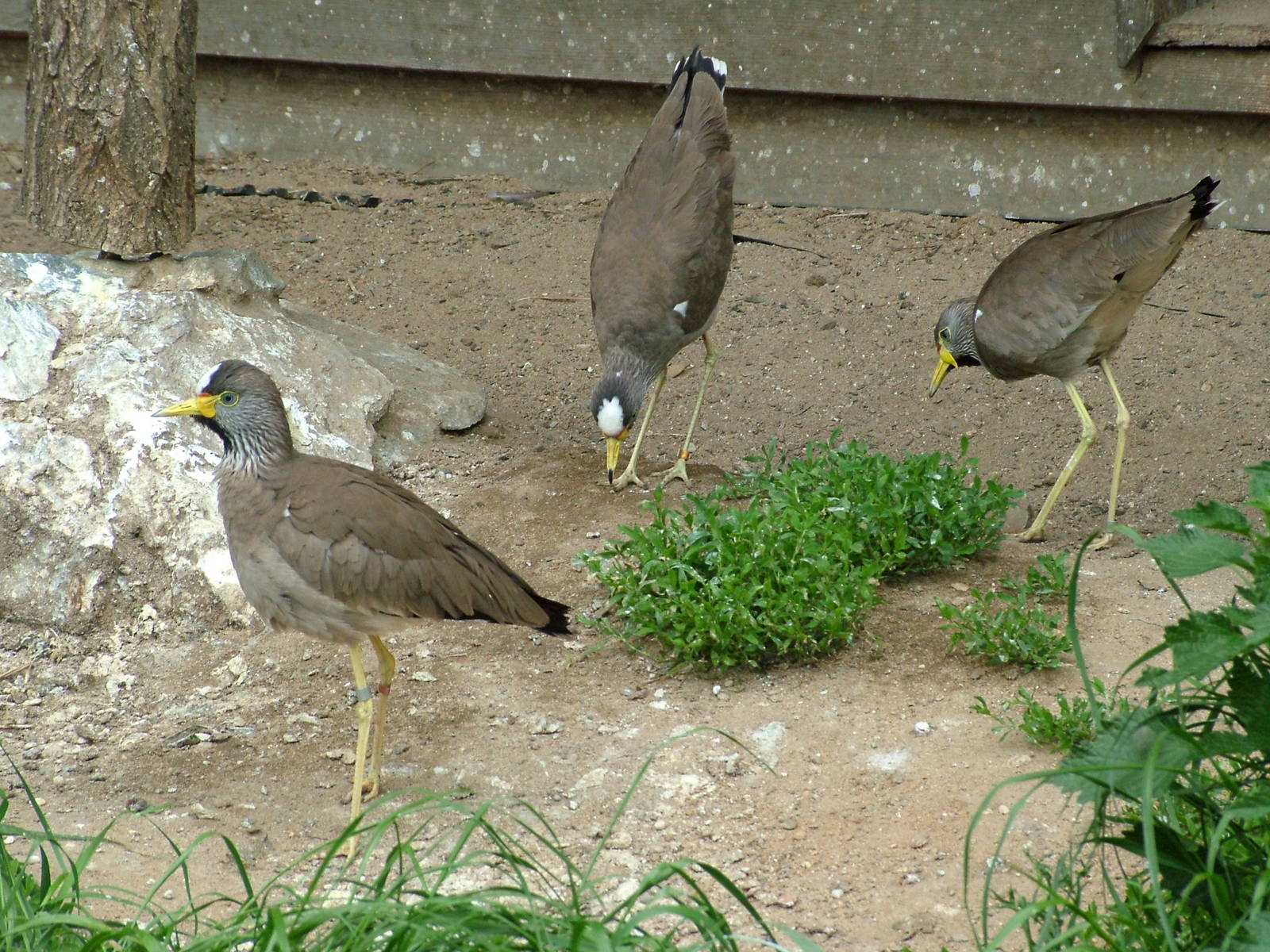 Wattled Lapwings at Prague, 24/05/10