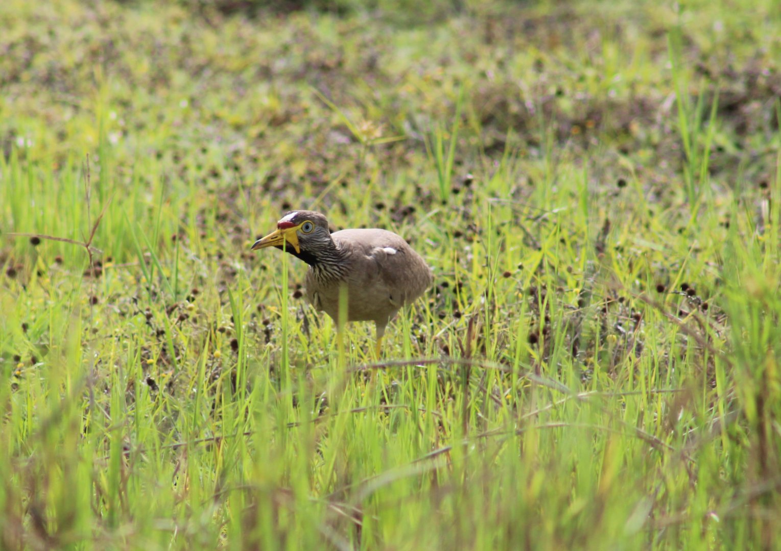 Wattled plover
