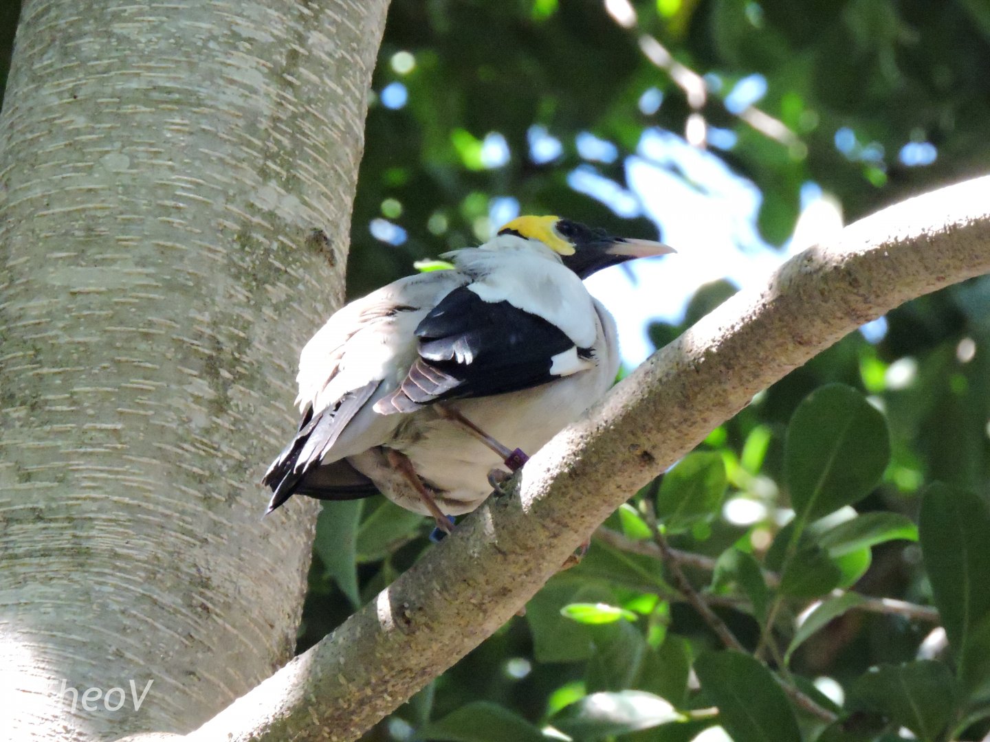 Wattled Starling [2015]