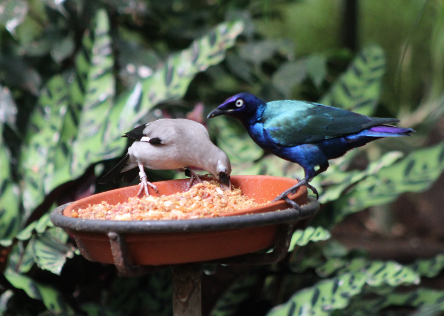 Wattled starling and Purple glossy starling