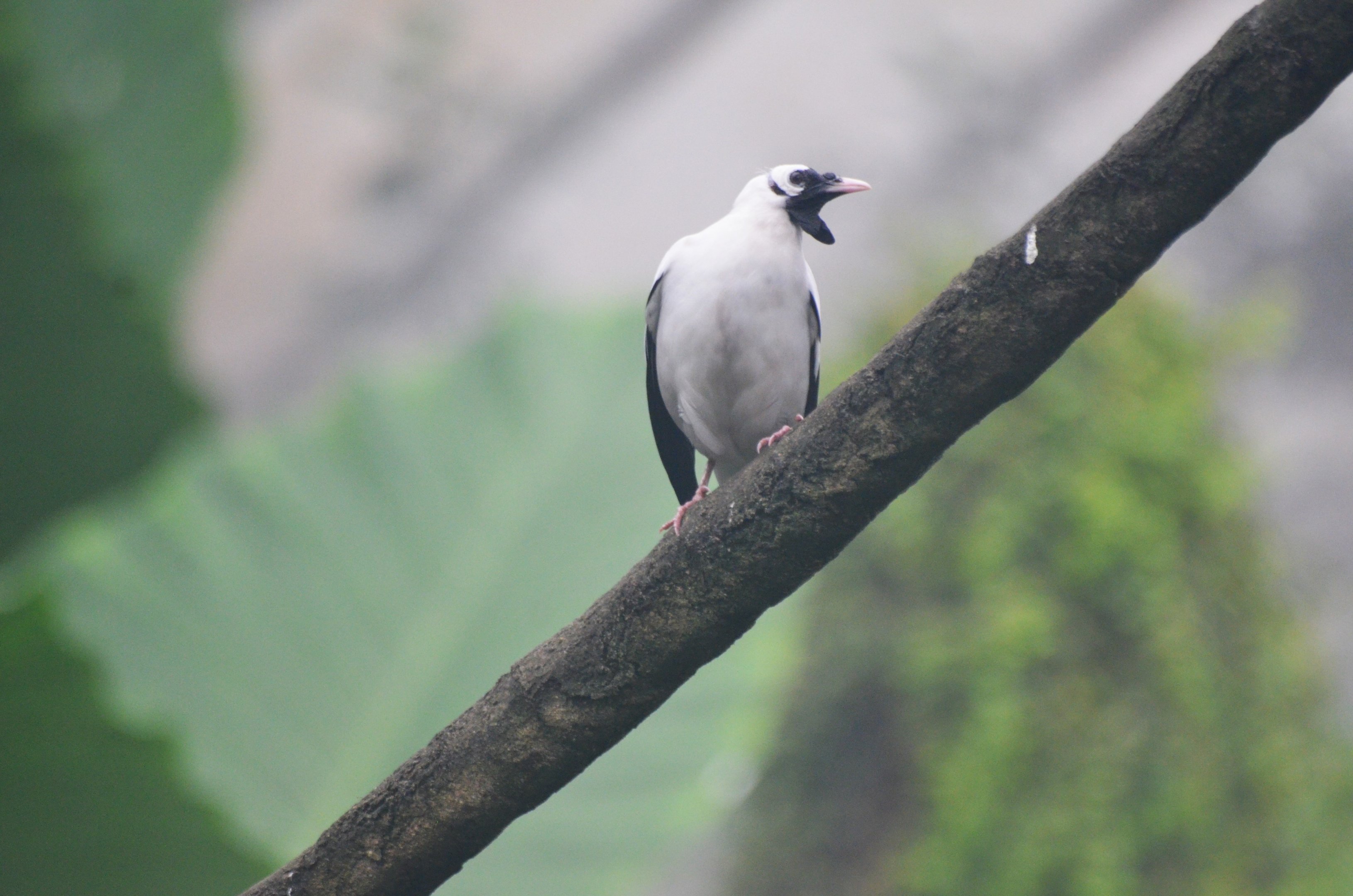 Wattled Starling at Beauval, 12/06/18