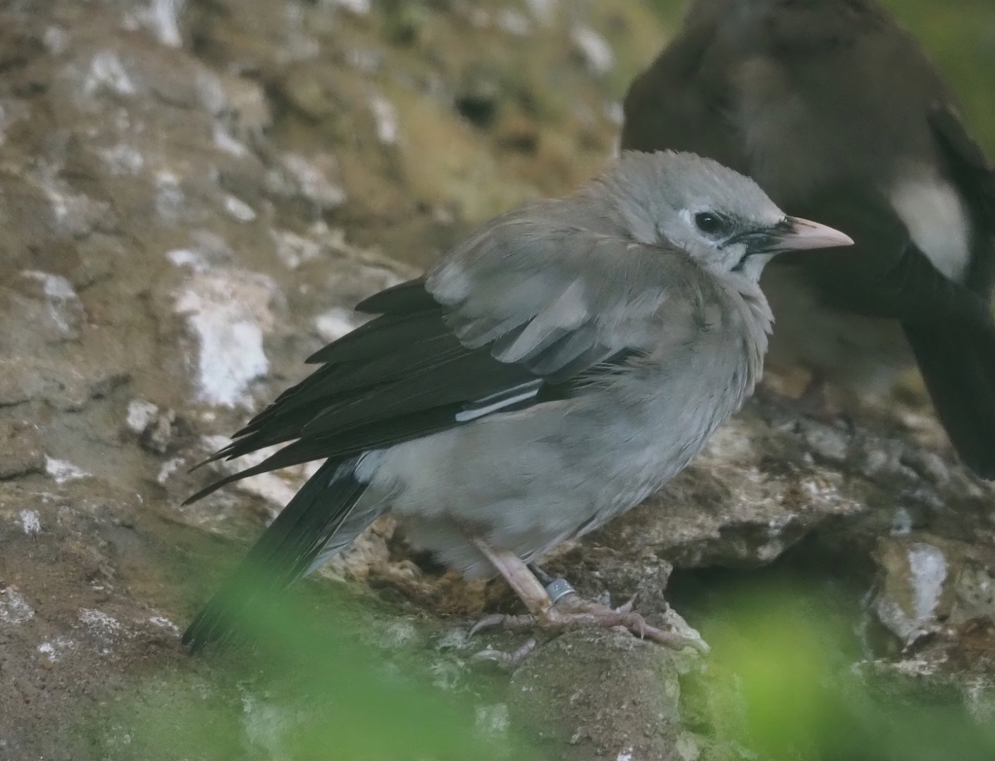 Wattled starling (Creatophora cinerea), 2024-05-22