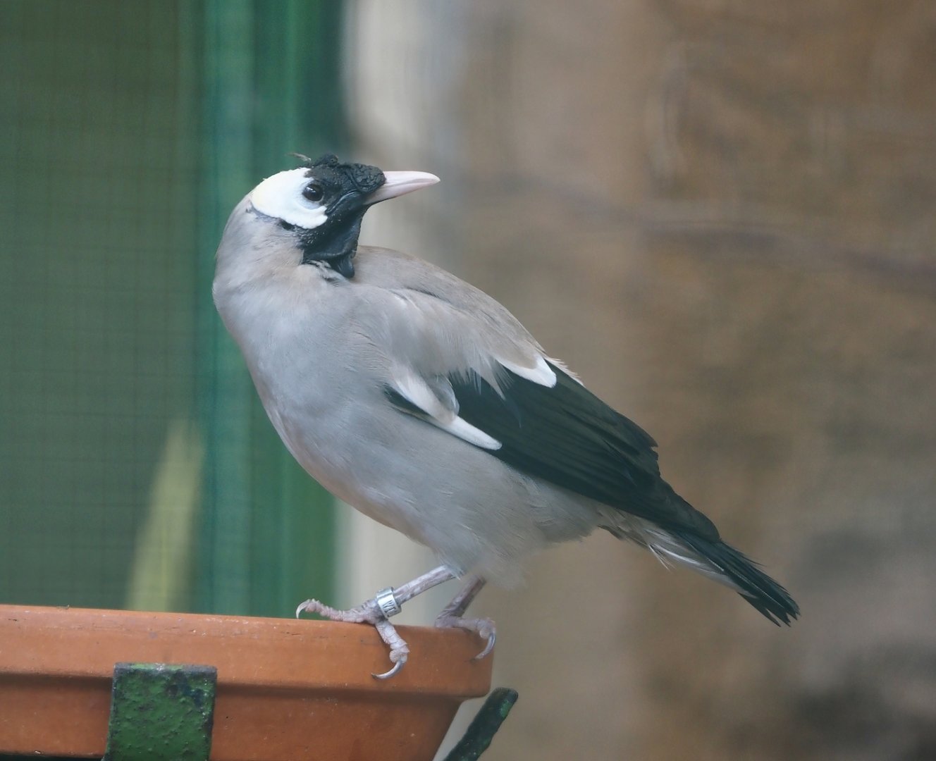 Wattled starling (Creatophora cinerea), 2024-05-23