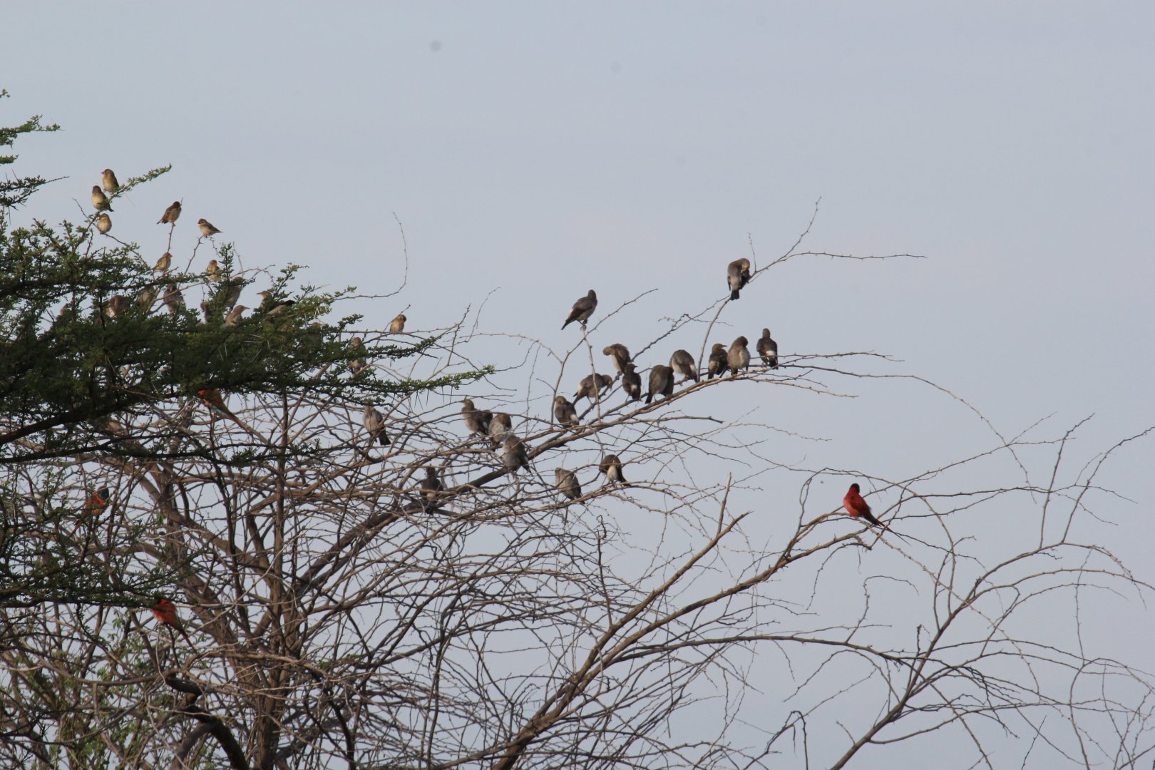 wattled starling (Creatophora cinerea), northern carmine bee-eater (Merops nubicus) & red-billed quelea (Quelea quelea)