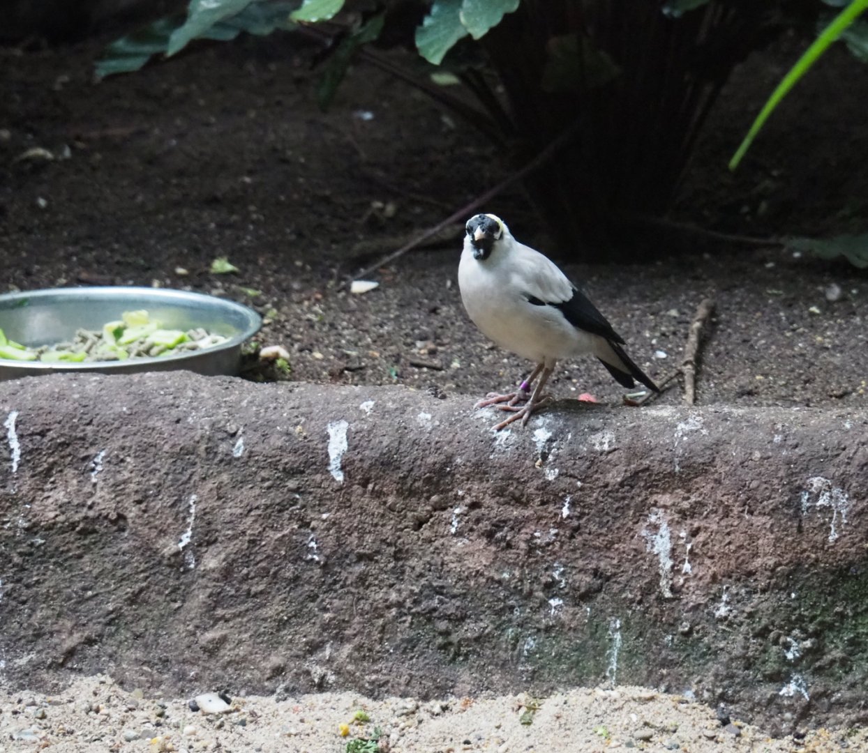 Wattled starling (Creatophora cinerea), Sep 2nd, 2018