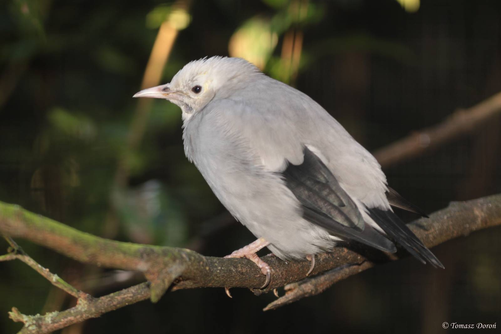 Wattled starling (Creatophora cinerea)