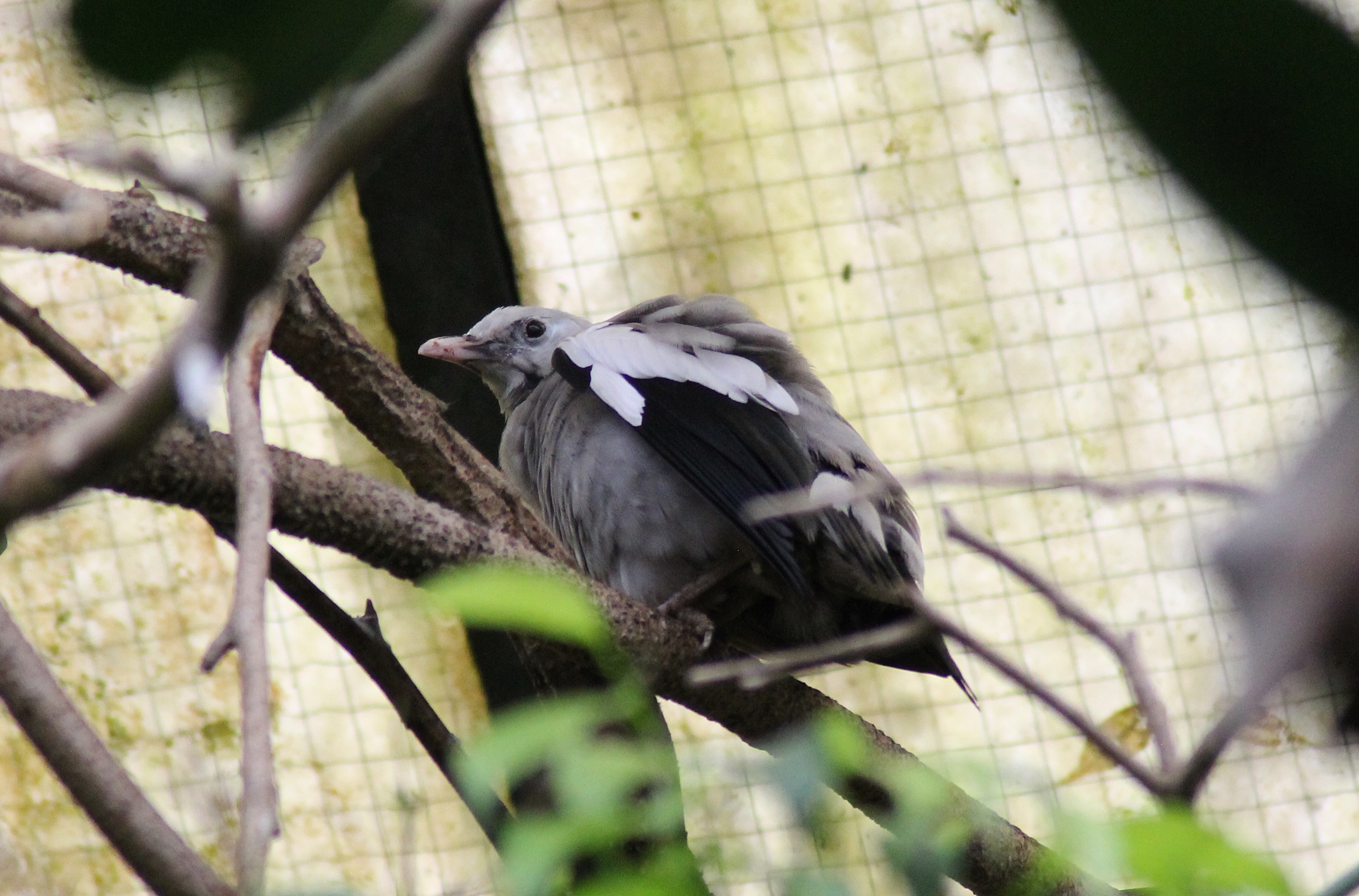 Wattled starling (Creatophora cinerea)