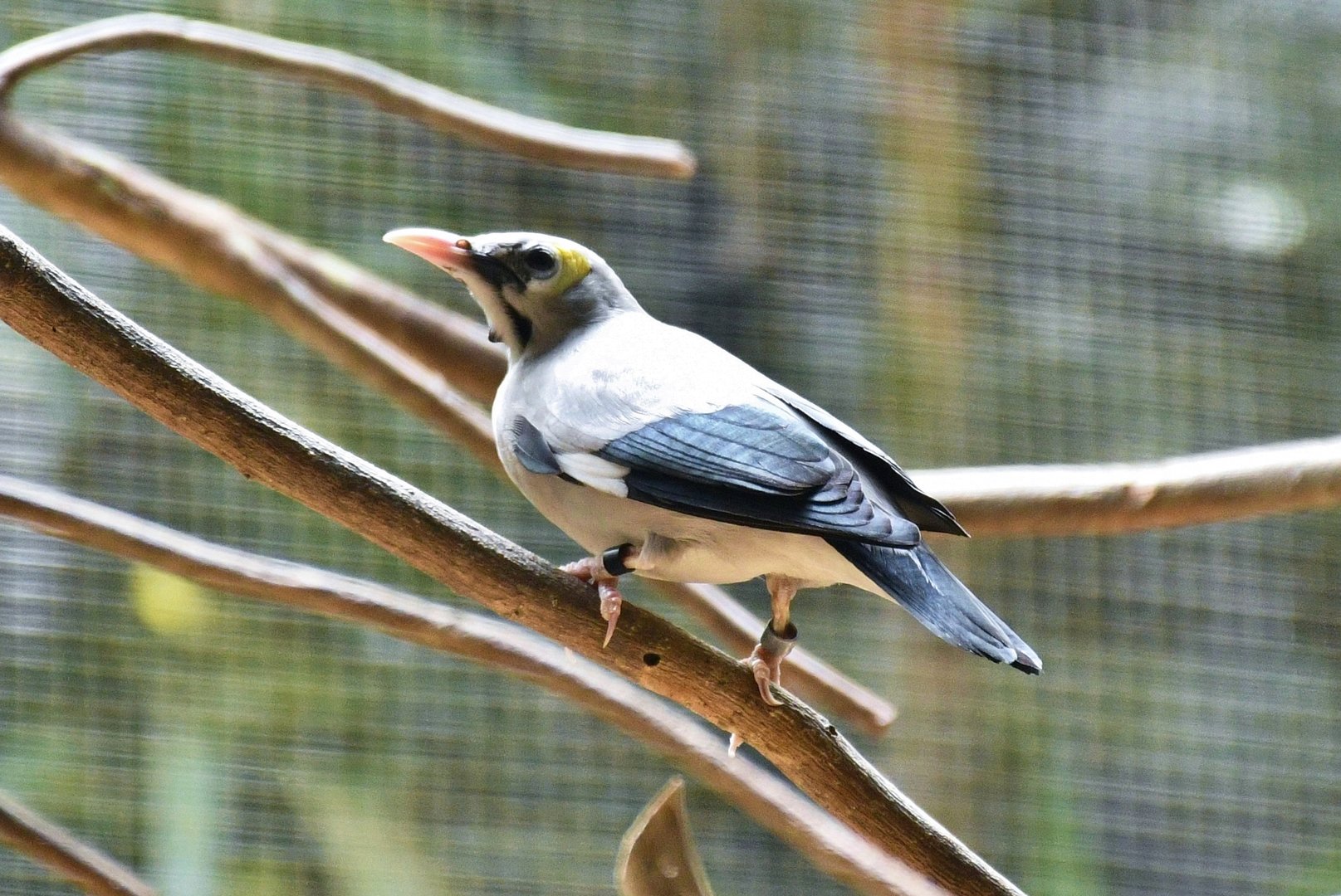 Wattled Starling (Creatophora cinerea)