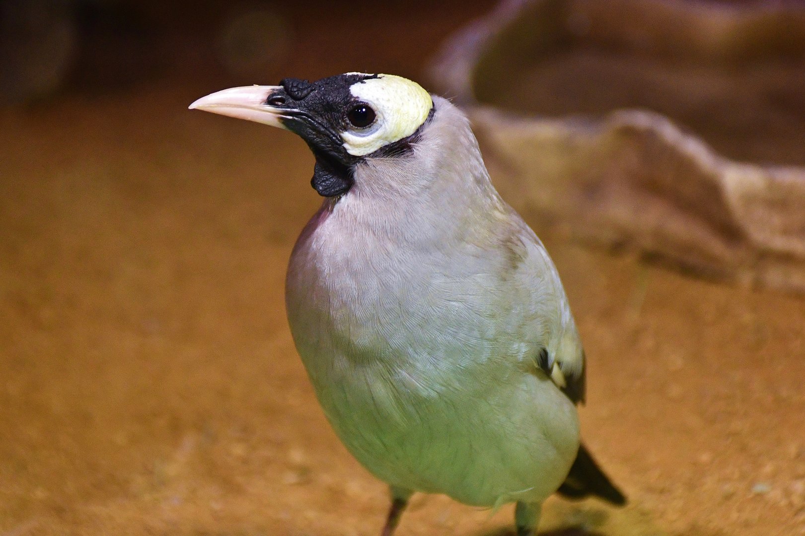 Wattled Starling (Creatophora cinerea)