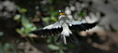 wattled starling in flight
