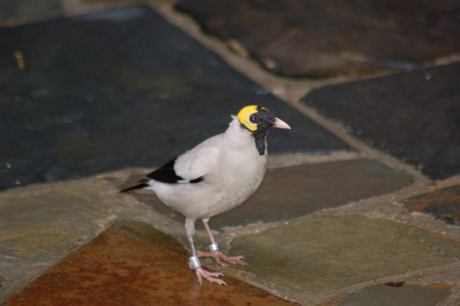 Wattled starling