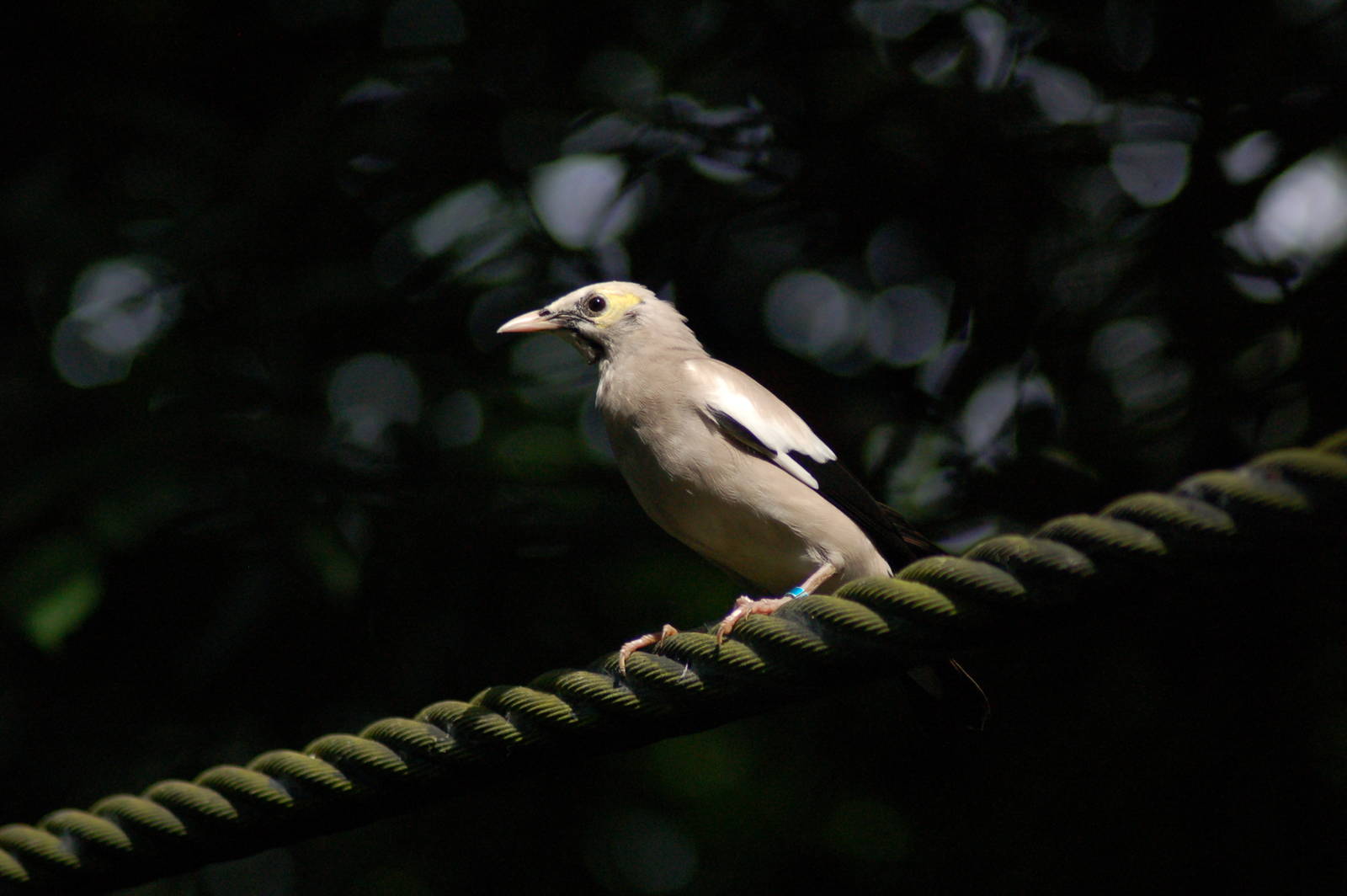 Wattled starling