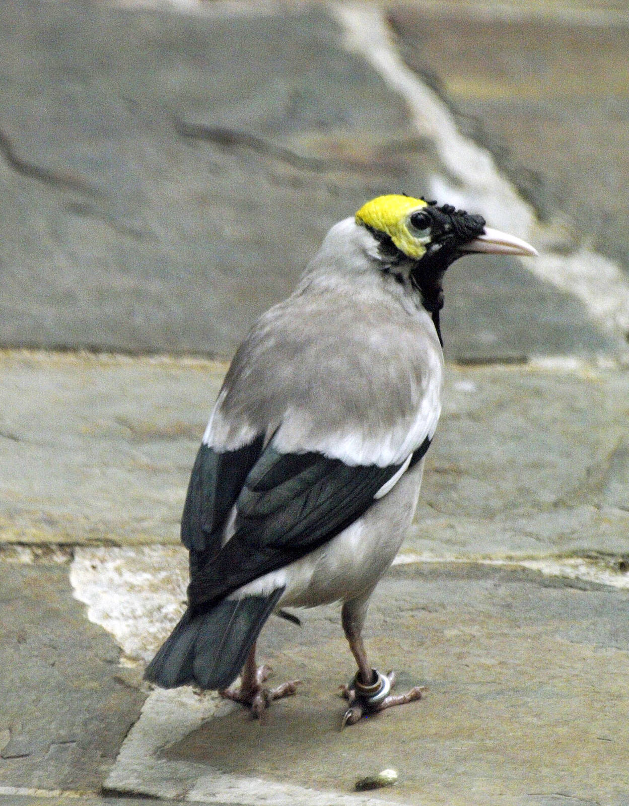 Wattled starling
