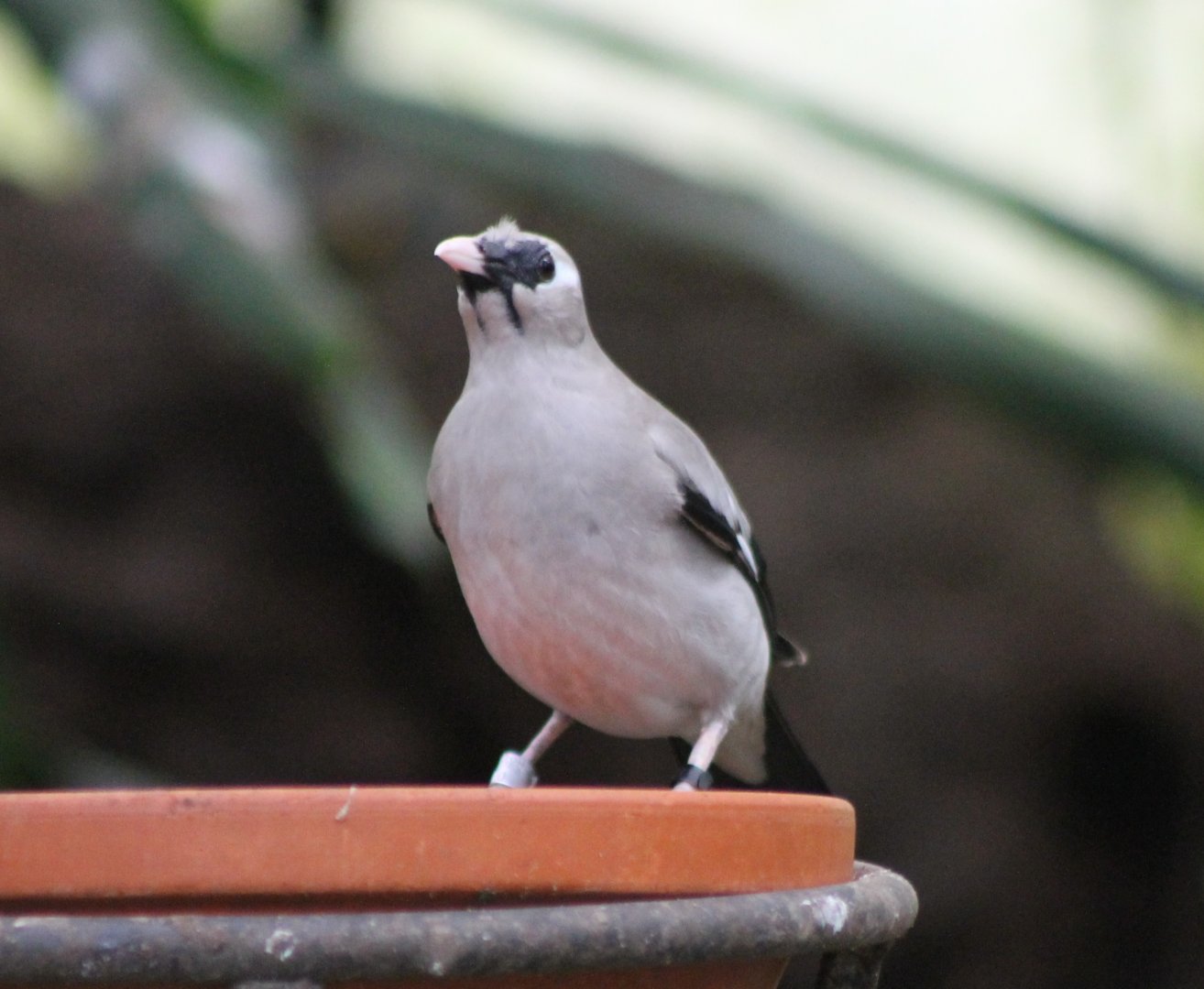 Wattled starling