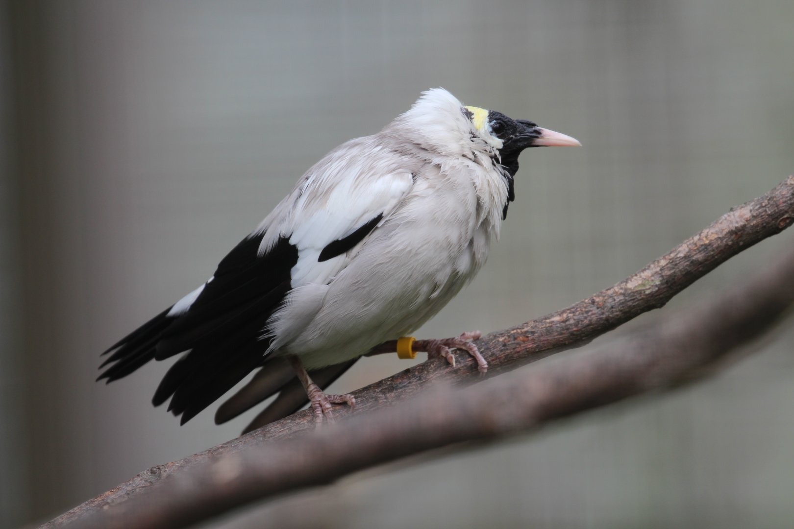 Wattled Starling