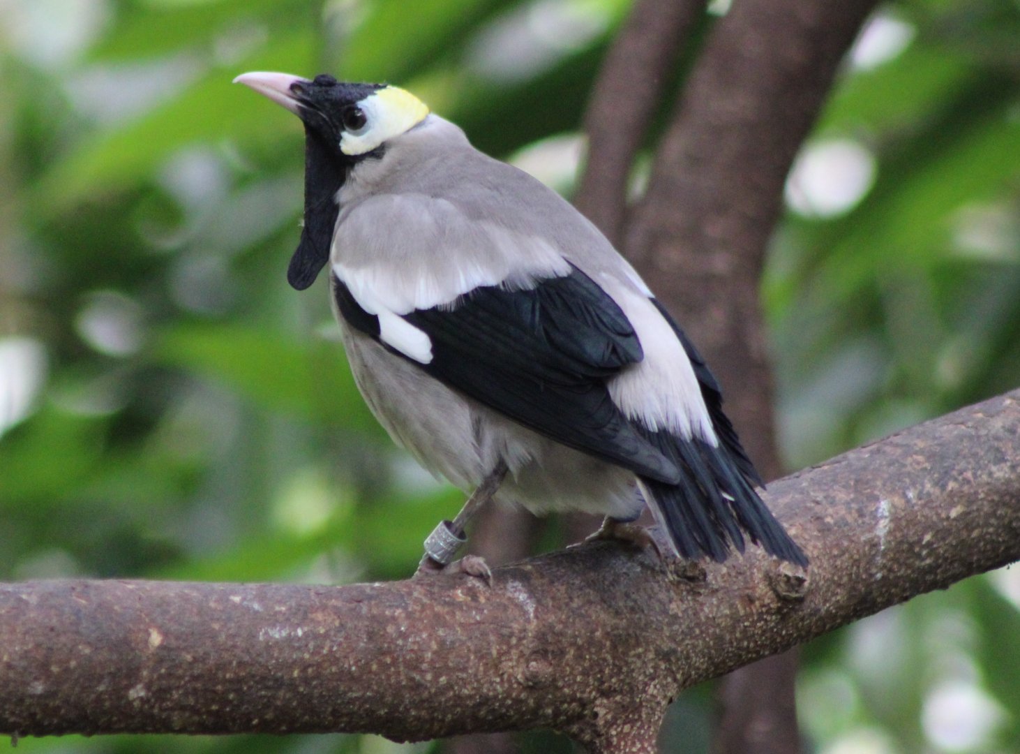 Wattled starling