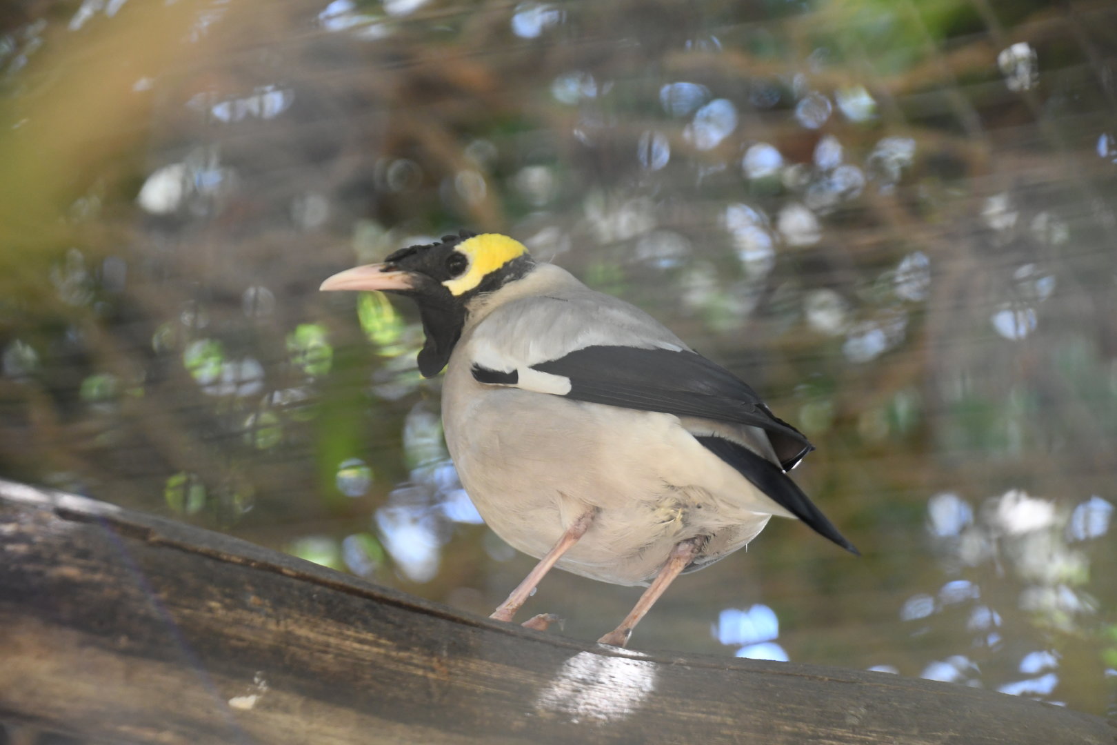 Wattled Starling