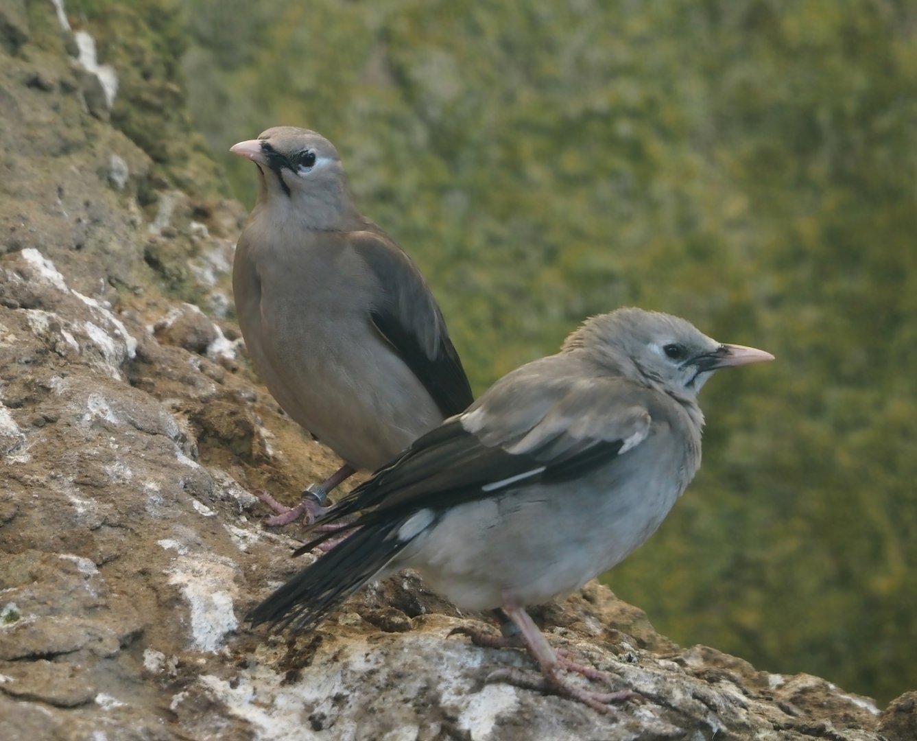 Wattled starlings (Creatophora cinerea), 2024-05-23