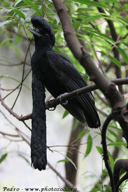 Wattled umbrellabird (Cephalopterus penduliger)