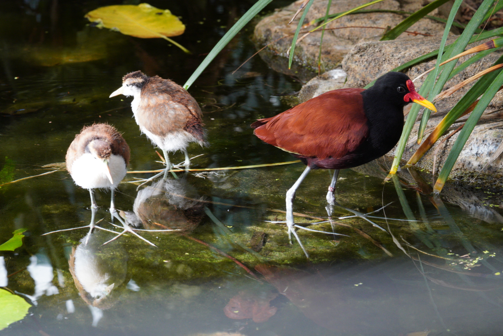 WattledJacana Dad and Chicks