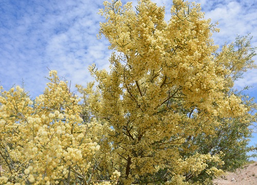Wattles after rains.