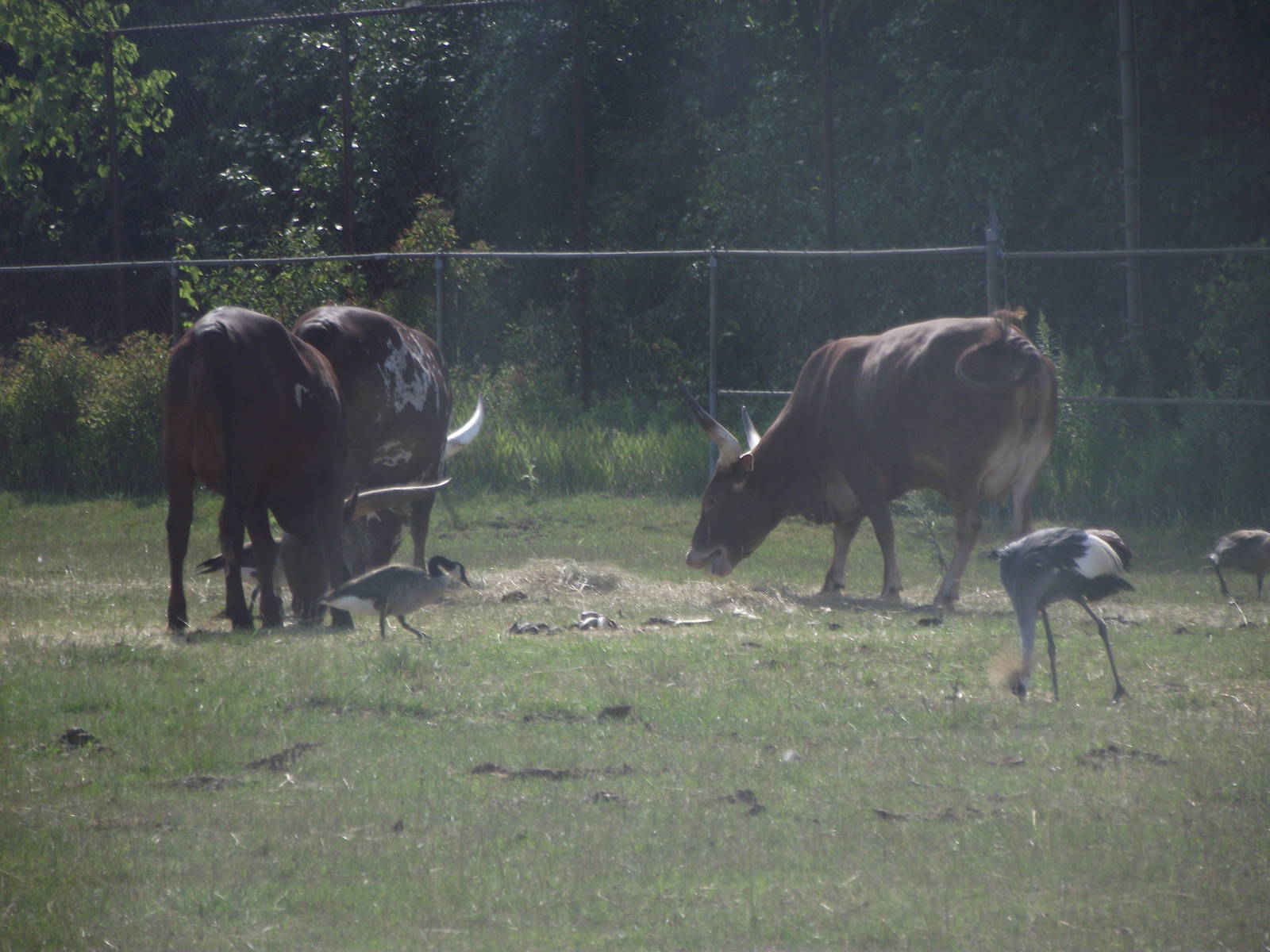 Watusi and African Grey Necked Crowned Crane